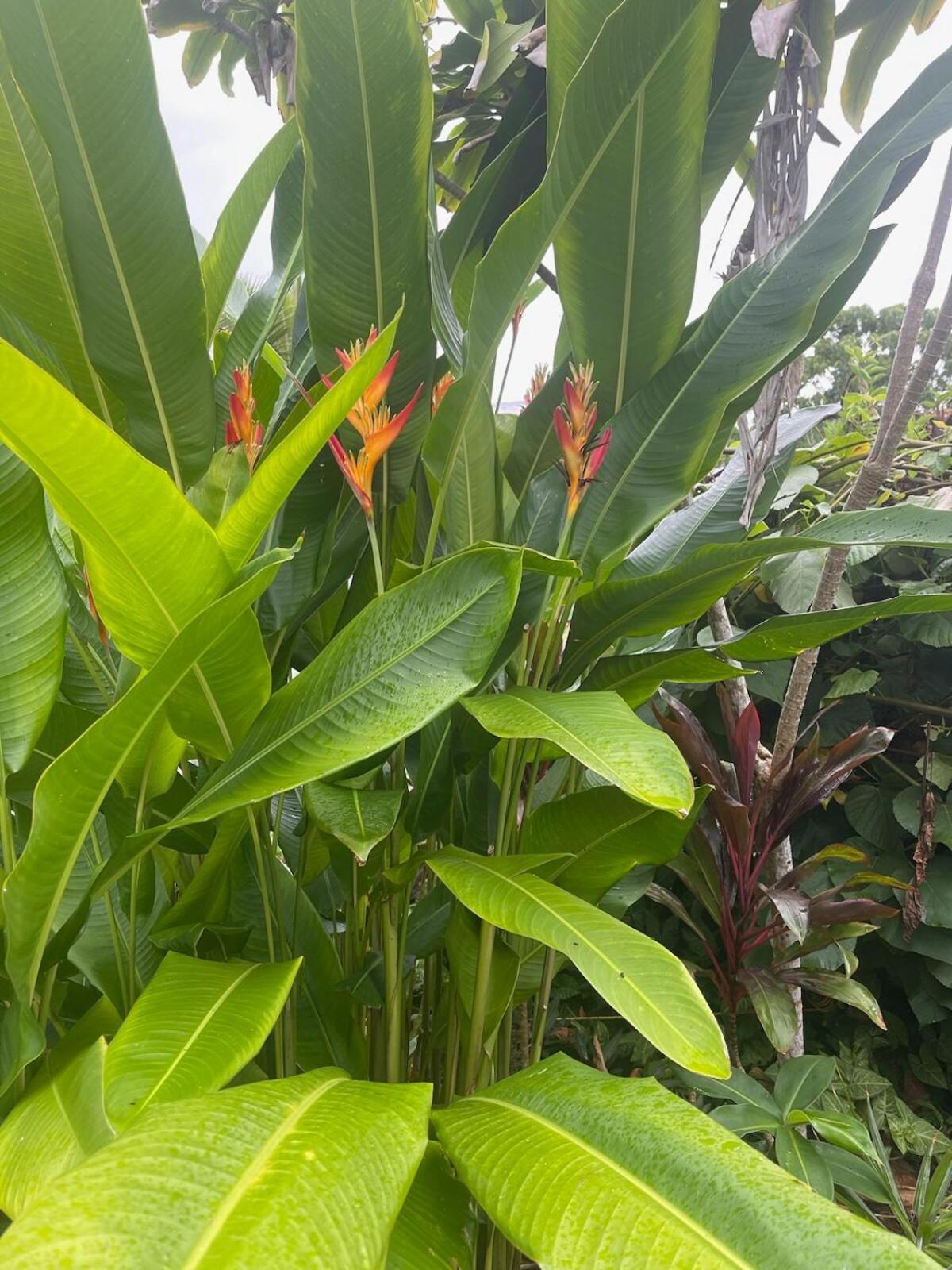 Seaside House And Aloha Bungalow Pahoa 外观 照片